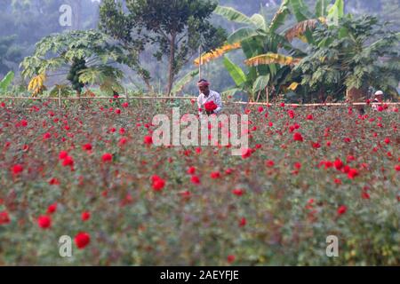 Dhaka, Bangladesh. Dec 12, 2019. Un agriculteur vu à roses culture Savar, un petit village près de à Dhaka.Rose production est une entreprise de l'avant en fleurs du jour de la Victoire, journée internationale de la langue maternelle et de la saison du printemps où les gens utilisent les fleurs au Bangladesh. Les agriculteurs ont augmenté à Savar sont très occupés à la préparation de ces événements. Crédit : Le Sultan Mahmud Mukut SOPA/Images/ZUMA/Alamy Fil Live News Banque D'Images