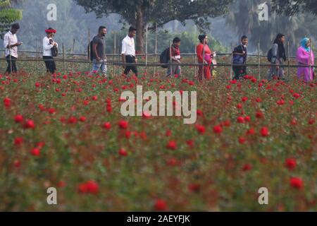 Dhaka, Bangladesh. Dec 12, 2019. Les visiteurs marchent le long rose fleurs à Savar, un petit village près de Dhaka.Rose production est une entreprise de l'avant en fleurs du jour de la Victoire, journée internationale de la langue maternelle et de la saison du printemps où les gens utilisent les fleurs au Bangladesh. Les agriculteurs ont augmenté à Savar sont très occupés à la préparation de ces événements. Crédit : Le Sultan Mahmud Mukut SOPA/Images/ZUMA/Alamy Fil Live News Banque D'Images