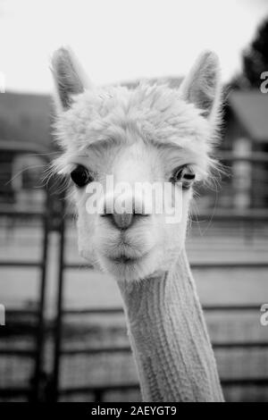 Llama en noir et blanc Banque D'Images