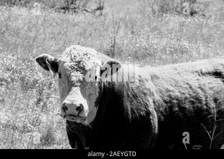 Bull dans un pâturage en noir et blanc Banque D'Images