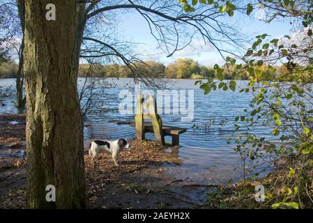 Chien cocker travail debout derrière un banc de rodage avec de l'eau sur le bord d'un lac sur une belle journée d'automne, Thatcham, Berkshire, Novembre Banque D'Images