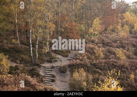 Chemins et étapes à travers les landes et réserve naturelle avec des arbres de bouleau argenté et dead bracken en automne chaud, couleur commun Snelsmore, Newbury, Banque D'Images