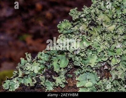 Un gros plan d'un patch de lichens poussant sur une branche Banque D'Images