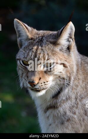 Portrait de lynx d'Eurasie, Lynx lynx Banque D'Images