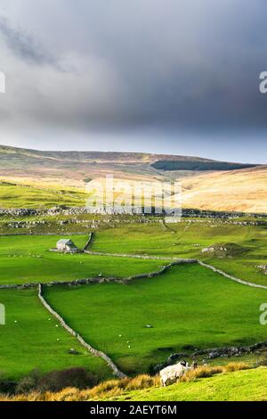 Darnbrook Moor. Yorkshire Dales National Park Banque D'Images