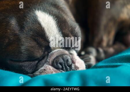 Closeup portrait of beautiful boston terrier pure race blankspace couchage, copyspace Banque D'Images