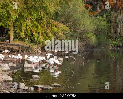 Troupeau de Ibis blanc (Eudocimus albus) et réflexions, debout dans l'eau peu profonde de la rive de l'étang, parc urbain au sud des États-Unis Banque D'Images