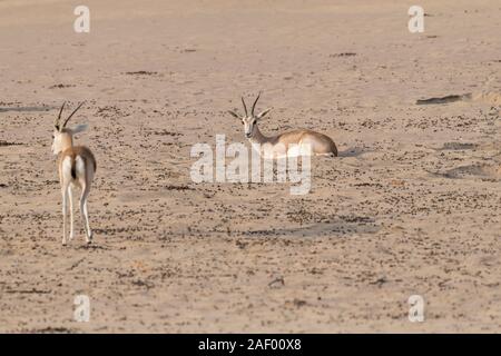 Gazelles de sable arabes dans le désert du Moyen-Orient, péninsule arabique Banque D'Images