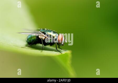 Lucilia sericata - blowfly vert européen Banque D'Images