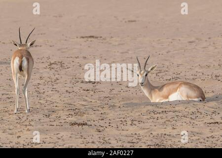 Deux gazelles de sable arabes dans le désert du Moyen-Orient, la péninsule arabique Banque D'Images