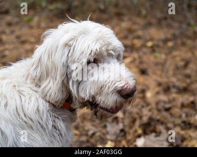 Un heureux chien Spinone italien se penche sur la distance Banque D'Images