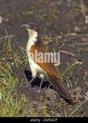 Coucal à queue cuivrée debout Banque D'Images