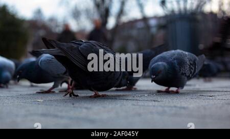 Les pigeons manger des miettes de pain dans le parc Banque D'Images