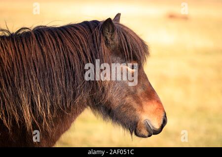 Chevaux Islandais en marche libre dans les champs. Concept de la nature en Islande Banque D'Images