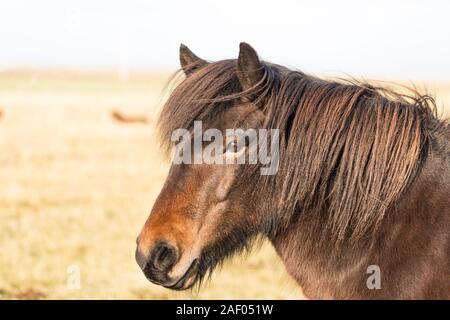 Chevaux Islandais en marche libre dans les champs. Concept de la nature en Islande Banque D'Images