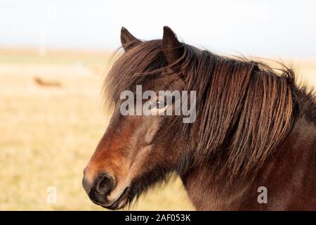 Chevaux Islandais en marche libre dans les champs. Concept de la nature en Islande Banque D'Images