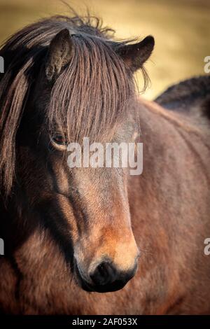 Chevaux Islandais en marche libre dans les champs. Concept de la nature en Islande Banque D'Images