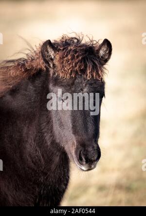 Chevaux Islandais en marche libre dans les champs. Concept de la nature en Islande Banque D'Images