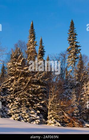 Forêt Laurentienne en hiver, le parc national du Mont-Tremblant, Canada Banque D'Images