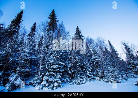Forêt Laurentienne en hiver, le parc national du Mont-Tremblant, Canada Banque D'Images