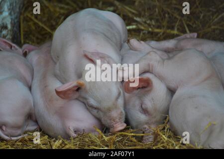 Une portée de porcelets très mignon bébé dormir hay blottis les uns sur les autres en essayant de garder au chaud - Pays de Galles UK Farm Banque D'Images