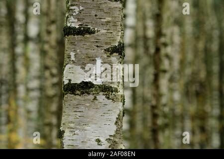 Image abstraite de l'écorce et le tronc des arbres de bouleau Banque D'Images