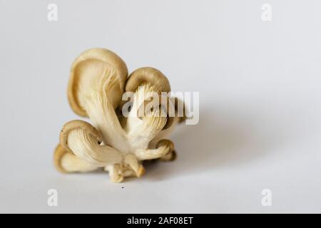 Champignons frais isolé sur blanc l'analyse macro Banque D'Images