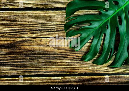 Monstera philodendron leaf sur fond en bois brun natural design concept d'arrière-plan . Banque D'Images