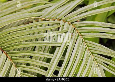 Frein de Chinois (fougère Pteris vittata) Banque D'Images