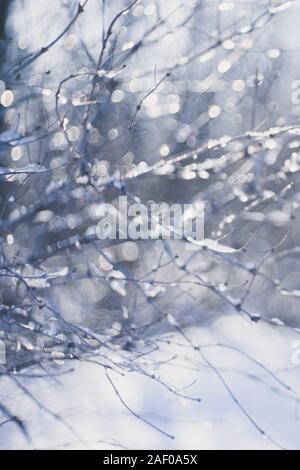 Carte hiver floue, des branches d'arbre avec de la glace libre. Banque D'Images