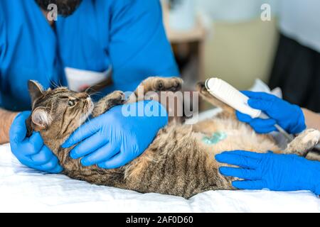 Les vétérinaires mener à une échographie d'un chat domestique. Banque D'Images