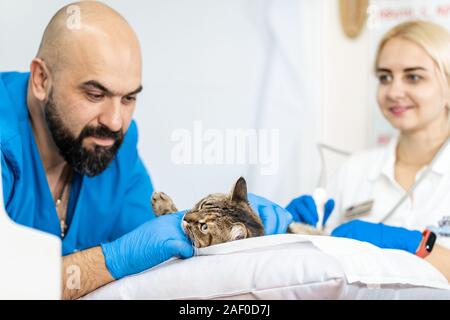 Les vétérinaires mener à une échographie d'un chat domestique. Banque D'Images