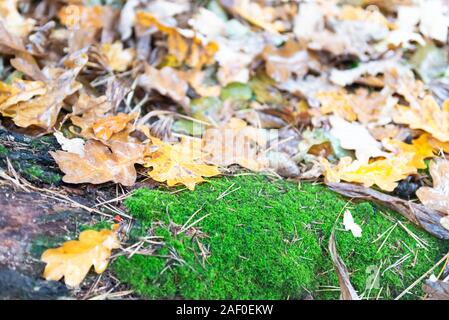 Congé d'automne. Feuilles jaunes sur le sol avec des gouttelettes d'eau. Feuilles de chêne après la chute des feuilles sous la pluie. Banque D'Images