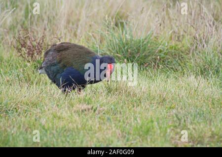 NZ oiseau indigène sans flightless le Takahe. A été considéré comme éteint, mais trouvé en 1948 à Fiordland. Actuellement menacé, situation vulnérable. Bec rouge fort Banque D'Images