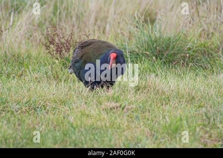 NZ oiseau indigène sans flightless le Takahe. A été considéré comme éteint, mais trouvé en 1948 à Fiordland. Actuellement menacé, situation vulnérable. Bec rouge fort Banque D'Images