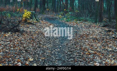 Sentier en forêt Hvězda en automne avec les feuilles et fleurs marron Banque D'Images