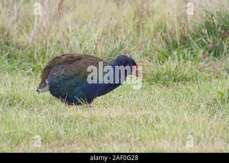 NZ oiseau indigène sans flightless le Takahe. A été considéré comme éteint, mais trouvé en 1948 à Fiordland. Actuellement menacé, situation vulnérable. Bec rouge fort Banque D'Images