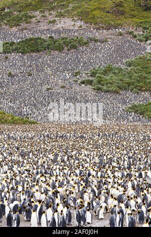 Manchots royaux dans la deuxième plus grande colonie de pingouins roi dans la plaine de Salisbury, Géorgie du Sud, Sud de l'océan. Banque D'Images