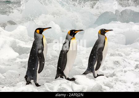 Le manchot royal partir en mer sur un voyage de pêche de glace passé au Gold Harbour, la Géorgie du Sud, Sud de l'océan. Banque D'Images