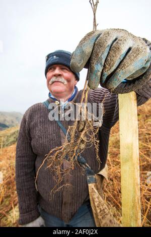 En plantant des arbres autour de l'anglais au-dessus du réservoir de fells Thirlmere dans le Lake District, UK. United Utilities qui propre Thirlmere et Haweswater un Banque D'Images