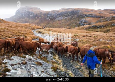 Un grand nombre d'agriculteurs son bétail hors de la télécommande Strath Na Sealga où ils ont été des pâturages au cours de l'été, pour les prendre en pour l'hiver, près de Dund Banque D'Images