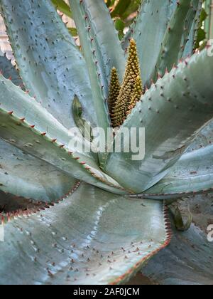 Plantes tropicales dans la jungle verte jardin close up de feuilles Banque D'Images