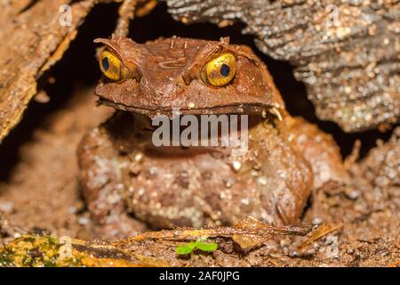 La grenouille cornue montagnarde du parc National de Kinabalu Borneo Banque D'Images