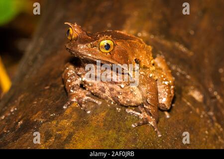La grenouille cornue montagnarde du parc National de Kinabalu Banque D'Images