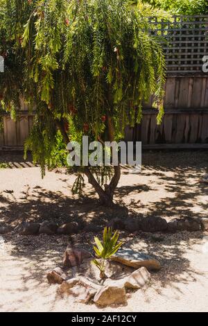 Callistemon goupillon australienne indigène en plein air de l'usine d'arrière-cour ensoleillée avec de minuscules sous palm shot sous le rayonnement lumineux Banque D'Images