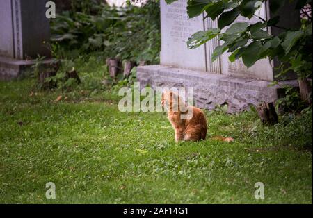 Un chat de gingembre est assis sur l'herbe dans un cimetière de Toronto. Les chats sont un prédateur invasif pour les oiseaux au Canada et la première cause de décès d'oiseaux Banque D'Images