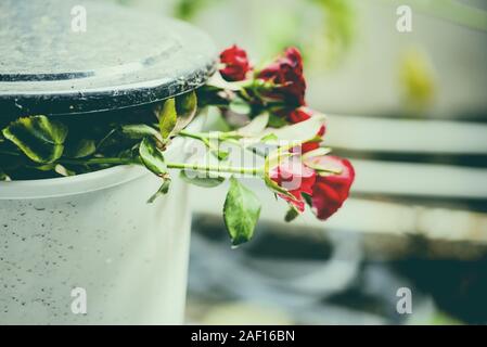 Rose fleurs dans un bac / roses anciennes sur poubelle briser mon coeur amour sous-évaluées sur la Saint-Valentin concept Banque D'Images