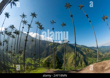 Valle de Cocora (vallée de Cocora) près de Santa Marta en Colombie. Banque D'Images
