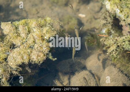 Petit guppy boule natation en eau peu profonde d'algues plus Banque D'Images