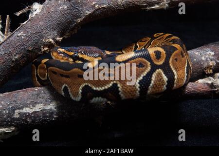 Ball python (Python regius) sur la branche Banque D'Images